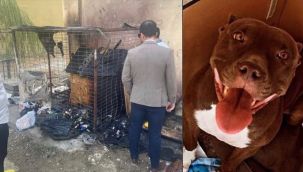 Şila köpeği yakan cani tutuklanmalı