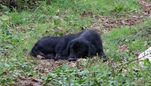 Toplu köpek ölümüyle ilgili soruşturma