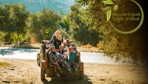 Bayındır Ergenli Zeytin Festivali 13 Kasım’da yapılıyor