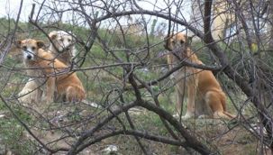 Pendik'te okula giden çocuğa sokak köpekleri saldırdı