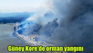 Güney Kore'de orman yangını