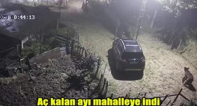 Aç kalan ayı mahalleye indi