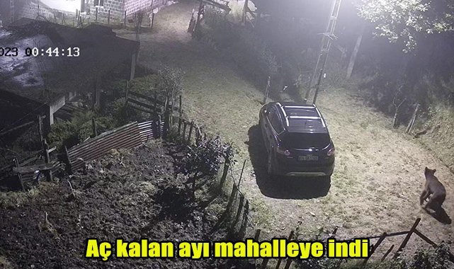 Aç kalan ayı mahalleye indi