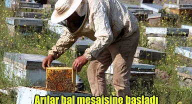 Arılar bal mesaisine başladı