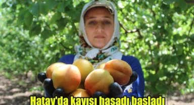 Hatay'da kayısı hasadı başladı