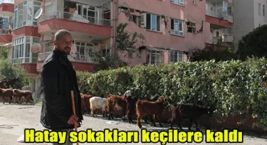 Hatay sokakları keçilere kaldı