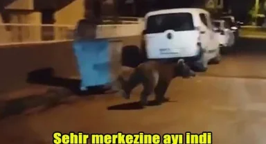 Şehir merkezine ayı indi