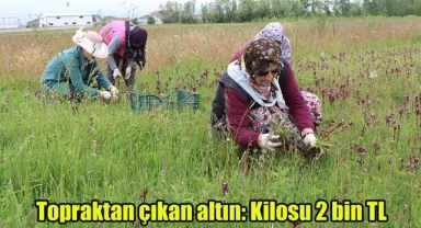 Topraktan çıkan altın: Kilosu 2 bin TL