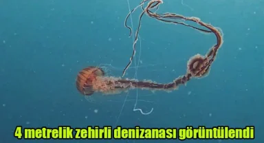 4 metrelik zehirli denizanası görüntülendi