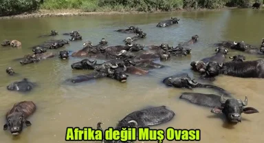 Afrika değil Muş Ovası