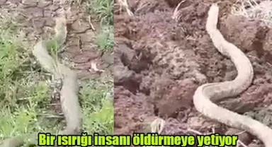 Bir ısırığı insanı öldürmeye yetiyor