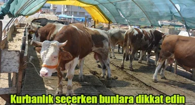 Kurbanlık seçerken bunlara dikkat edin