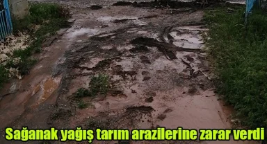 Sağanak yağış tarım arazilerine zarar verdi