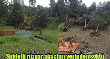 Şiddetli rüzgar ağaçları yerinden söktü