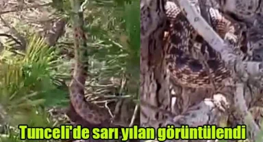 Tunceli'de sarı yılan görüntülendi