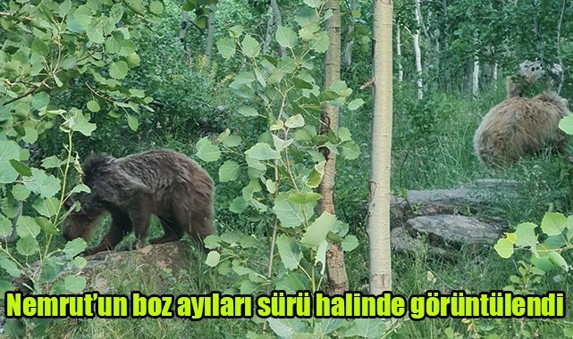 Nemrut’un boz ayıları sürü halinde görüntülendi