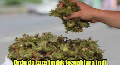 Ordu’da taze fındık tezgahlara indi