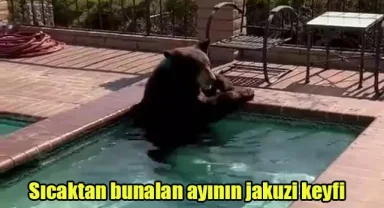 Sıcaktan bunalan ayının jakuzi keyfi