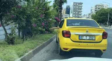 Kara yoluna çıkan köpek trafiği birbirine kattı, sürücüleri peşinden koşturdu