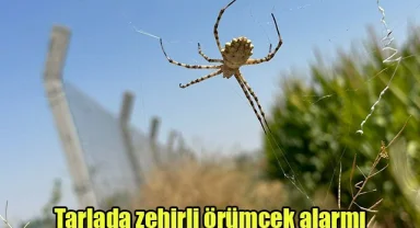 Tarlada zehirli örümcek alarmı