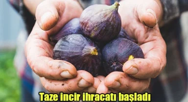 Taze incir ihracatı başladı