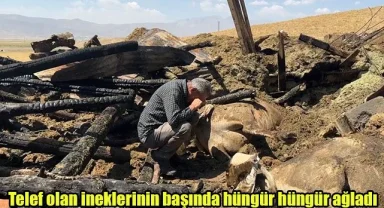 Telef olan ineklerinin başında hüngür hüngür ağladı