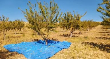 Sivas’ta yapılamaz denileni başardı, 10 yılın ardından hasada başladı