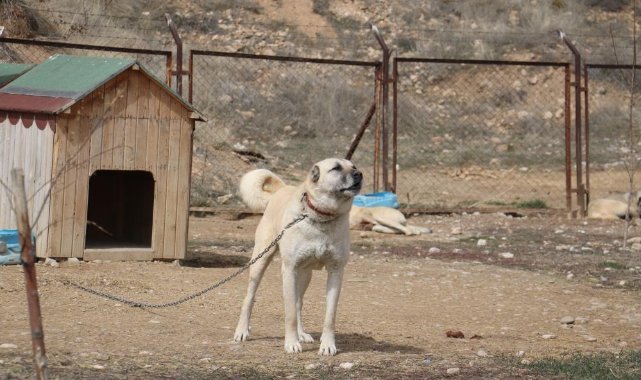 Sokak köpeklerinde kurt özellikleri görülmeye başladı