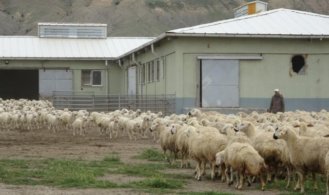 Sivas’ta kuzular anneleriyle buluştu