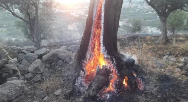 Büyükşehir yanan zeytin ağaçlarının yaşatılması için çalışma başlattı: Zeytin ağaçları küllerinden doğacak