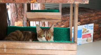 Konak’ın engelleri aşan Kedi Evi’nden sahiplenme çağrısı