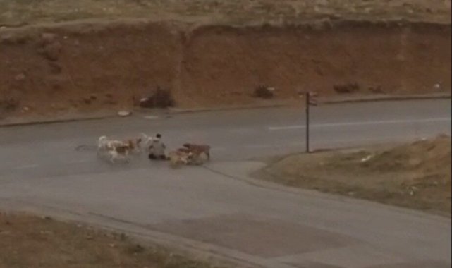 Ankara’da başıboş köpekler yere yatırdıkları vatandaşı defalarca ısırdı