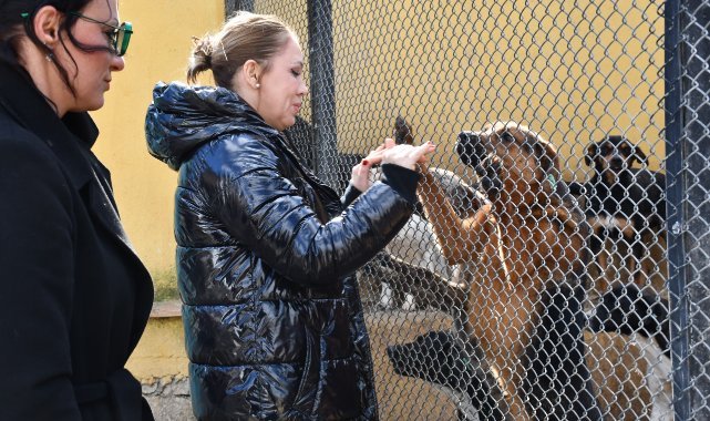 Manisa’da Sokak Hayvanları için Ortak Akıl, Bilimsel ve Akılcı Yaklaşım